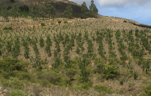 Pflanzungen in Yunguillas alta ca. 2'500 m ü. M.